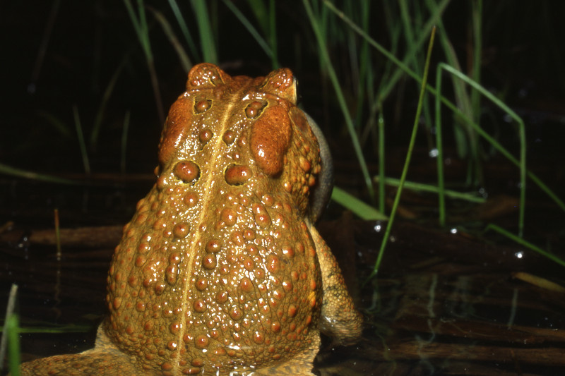 American toad egg strand. American toad egg strand. Credit: Jack Ray